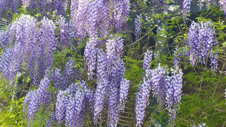 Chinese wisteria flowers