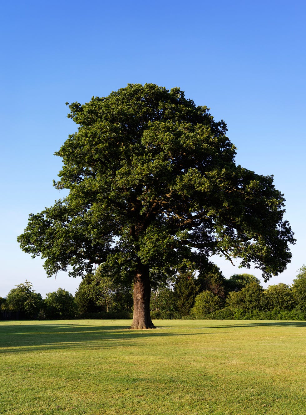 Oak tree in a green field