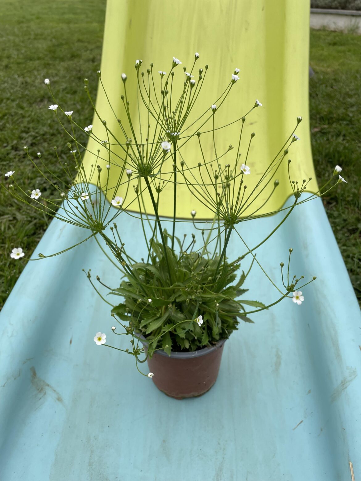 Bonjour tout le monde, j’ai acheté cette plante hier, aucune idée du nom et du sol adéquat pour celle-ci