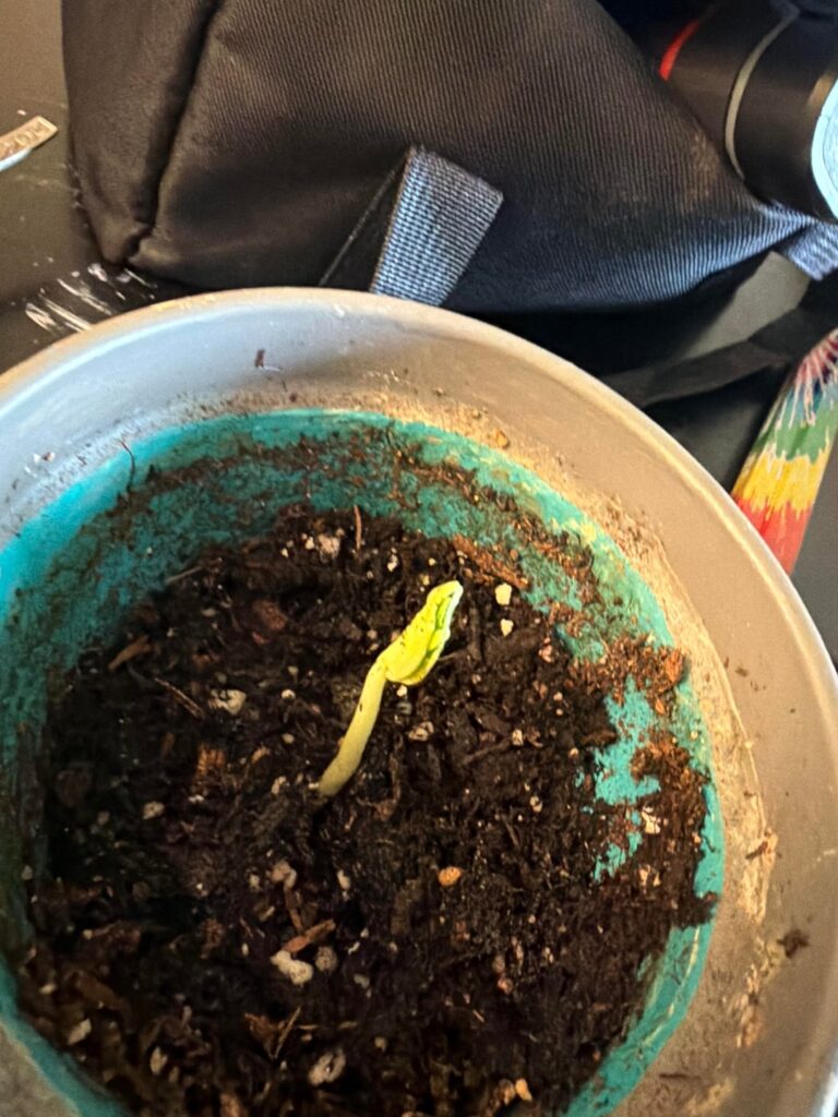 Found in a bag of soil… what is it?
