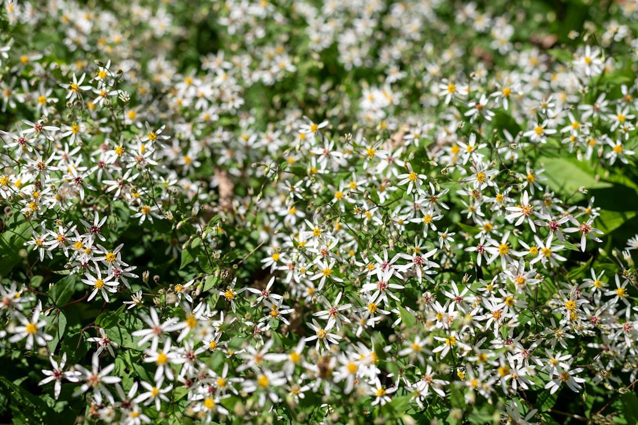 Credit: Tom Meaker / Getty Images