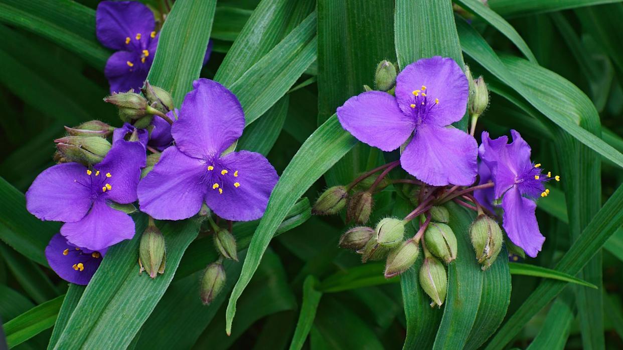 purple spiderwort flowers.
