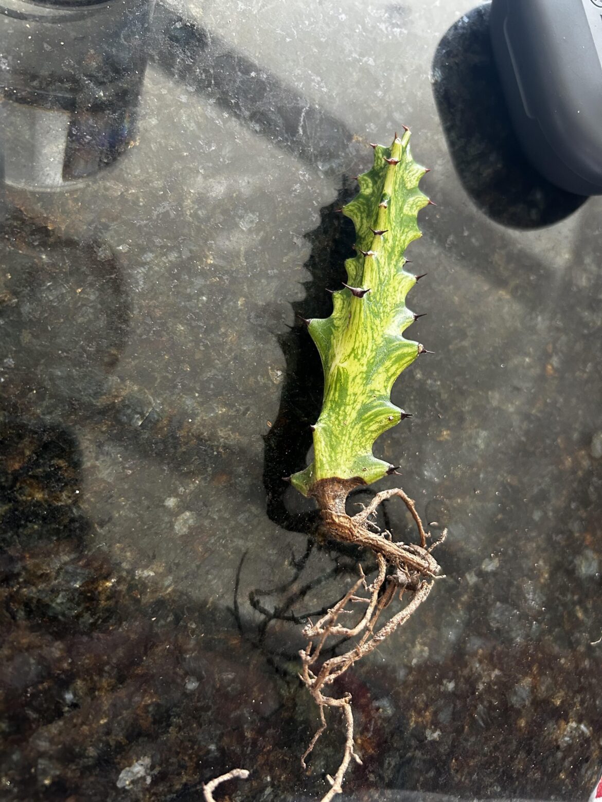 Variegated Euphorbia struggling I think?