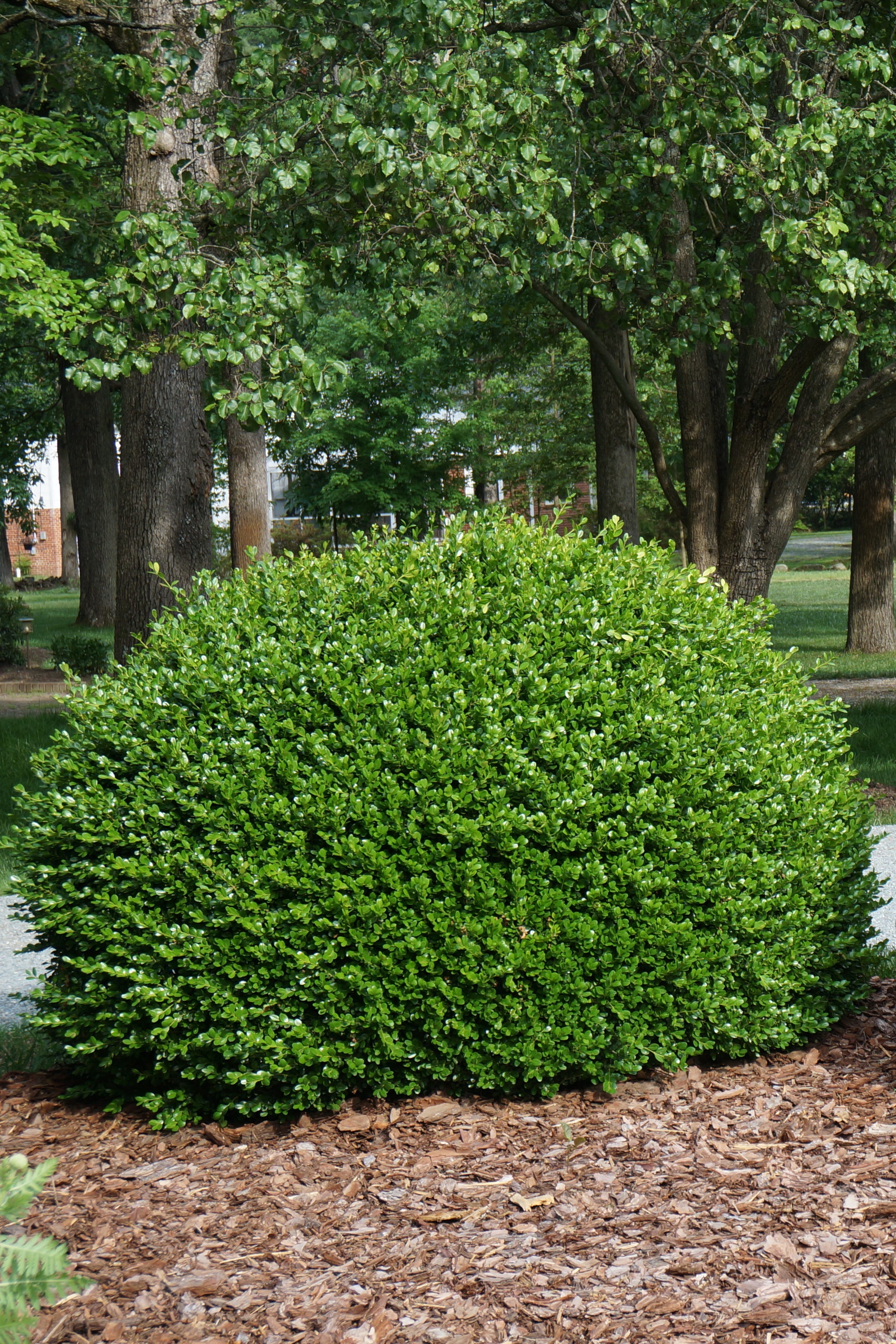 Two Bushes