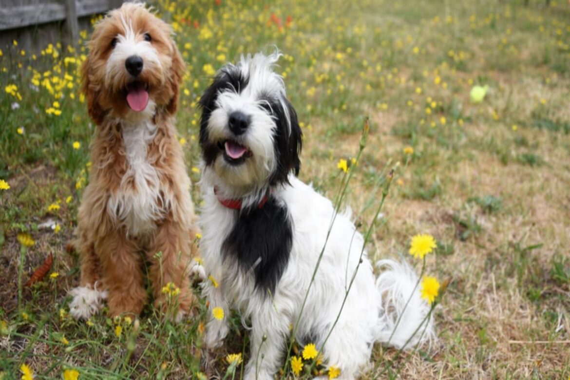 Sit, stay, shop! 7 dog‑friendly garden centres for a day out in Norfolk