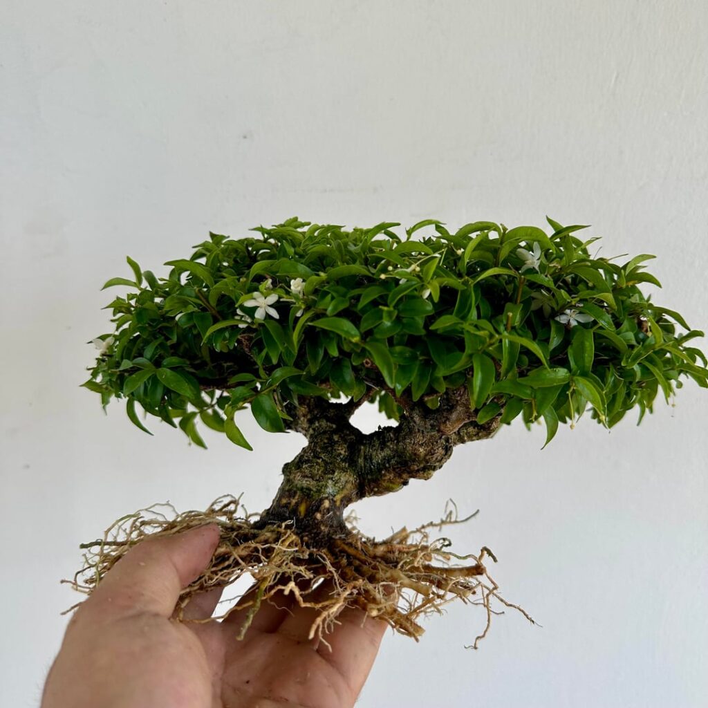 Repotting and rook work on my Water Jasmine