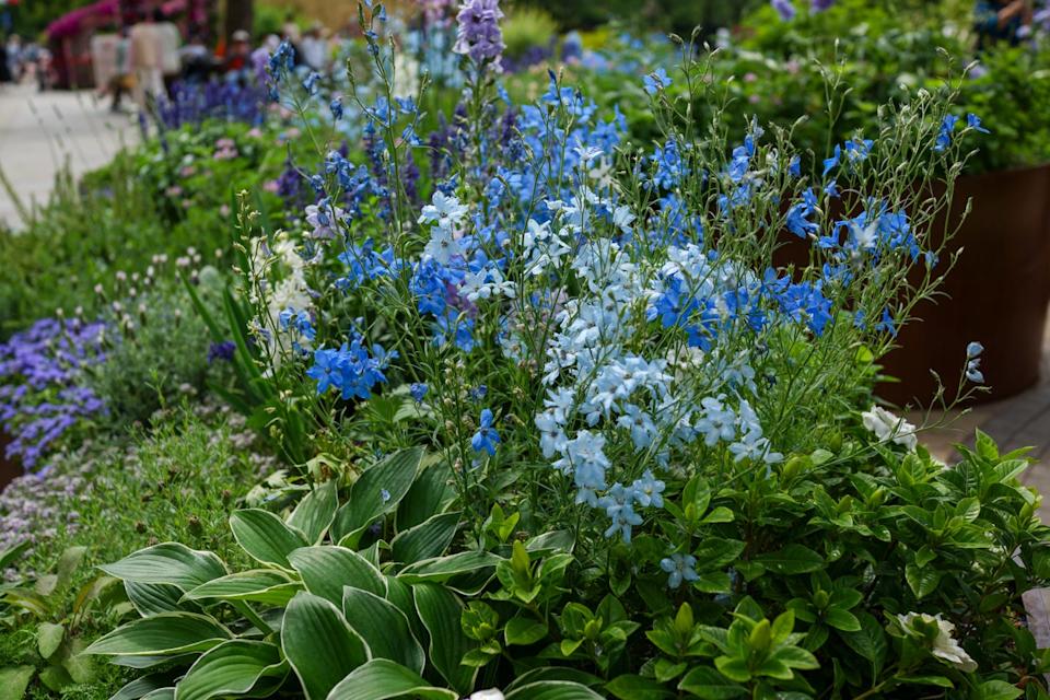 old fashioned flowers delphinium