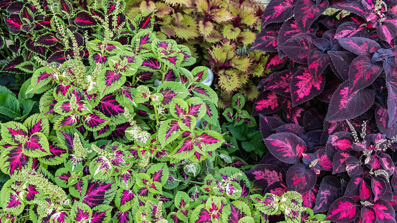 Several coleus varieties with colorful leaves