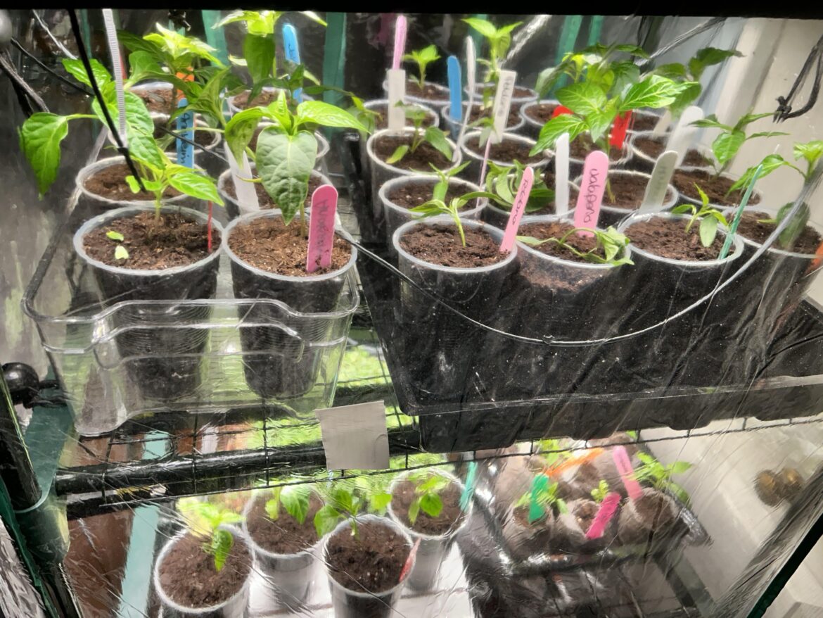 First year starting peppers First year starting peppers