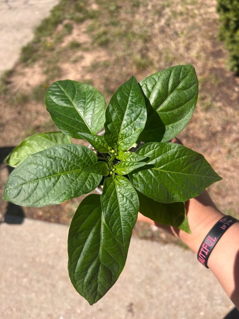 My beautiful jalapeño plants