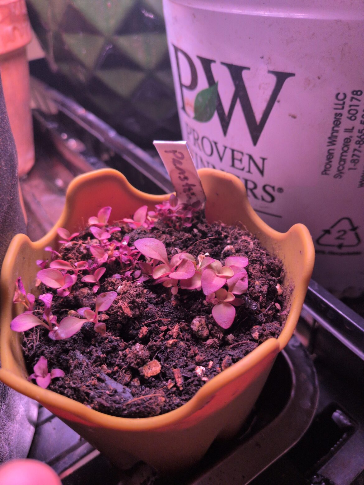 Penstemon from seed