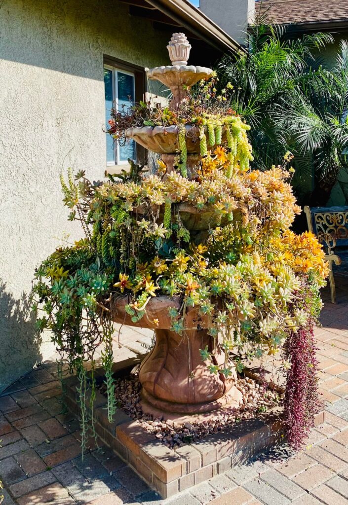 Update pictures: Water fountain succulent planting