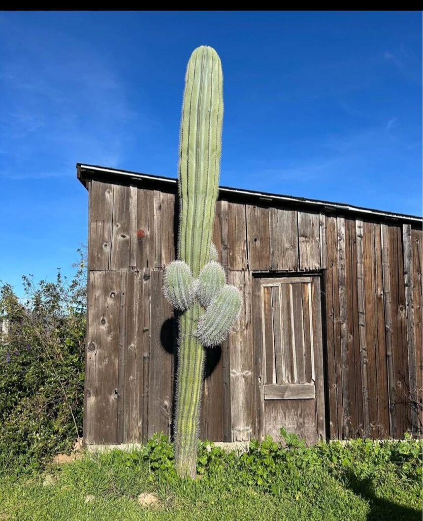 ID please! Located in Middletown, CA. USA