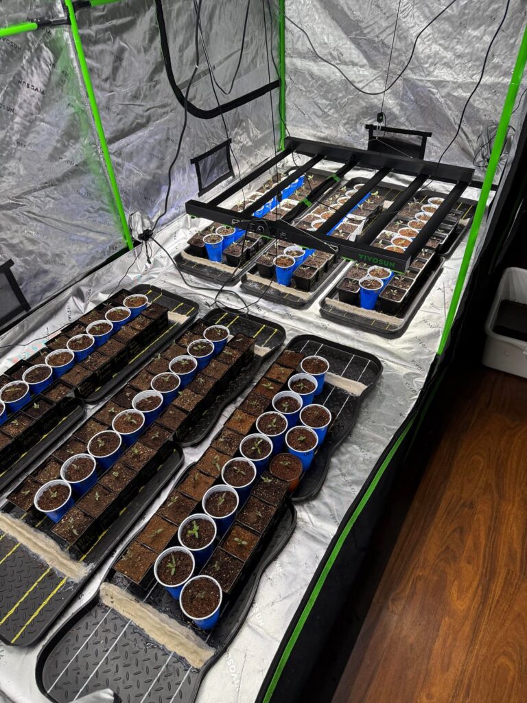 What do you do with extra seedlings in germination trays?