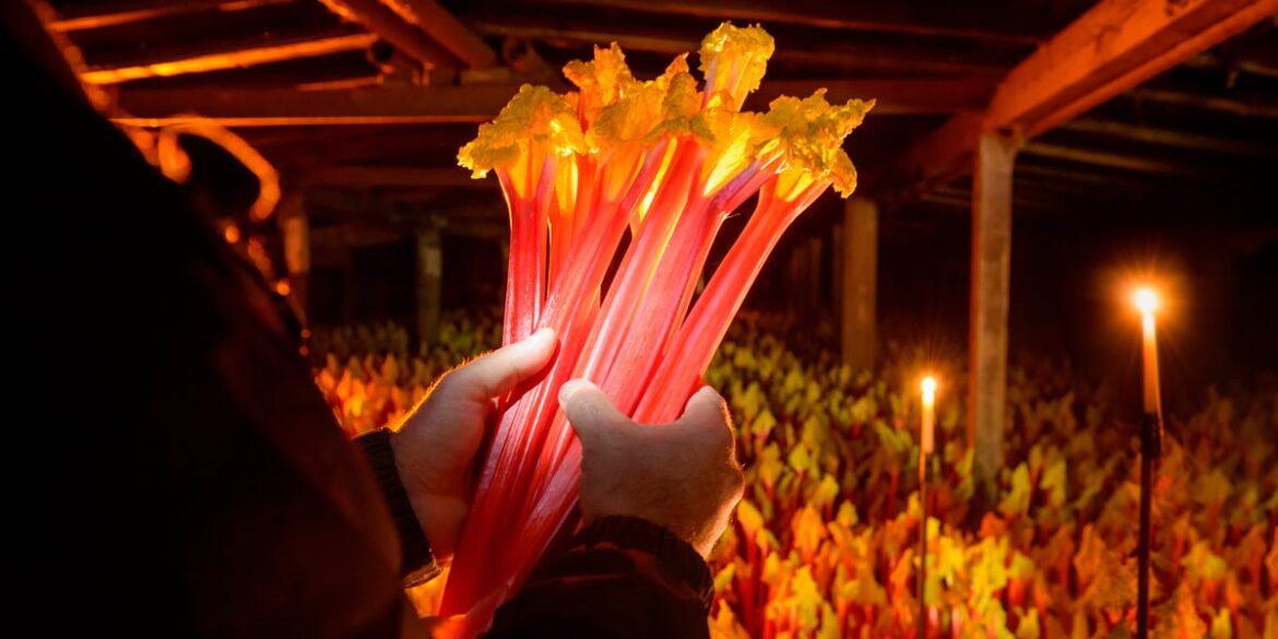 Why Gardeners Grow Rhubarb in the Dark Why Gardeners Grow Rhubarb in the Dark