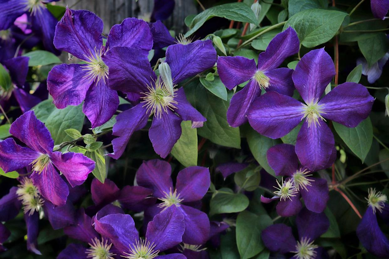 Credit: Getty Images / Katrin Ray Shumakov