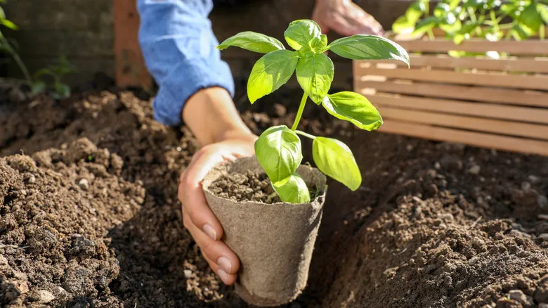 A person plants a young seedling outdoors