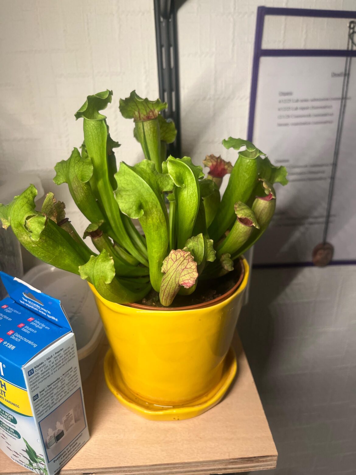 How often can i feed my sarracenia fiona?
