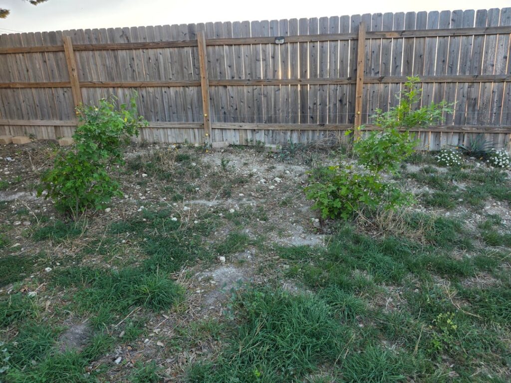 Weed or Tree?