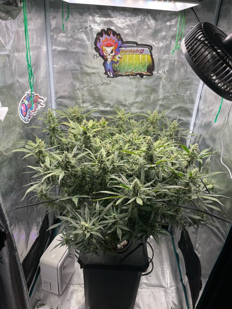 Strawberry gorilla auto need help burnt it one time pushing feed to strong and barely got a ppm pen to measure my ppm