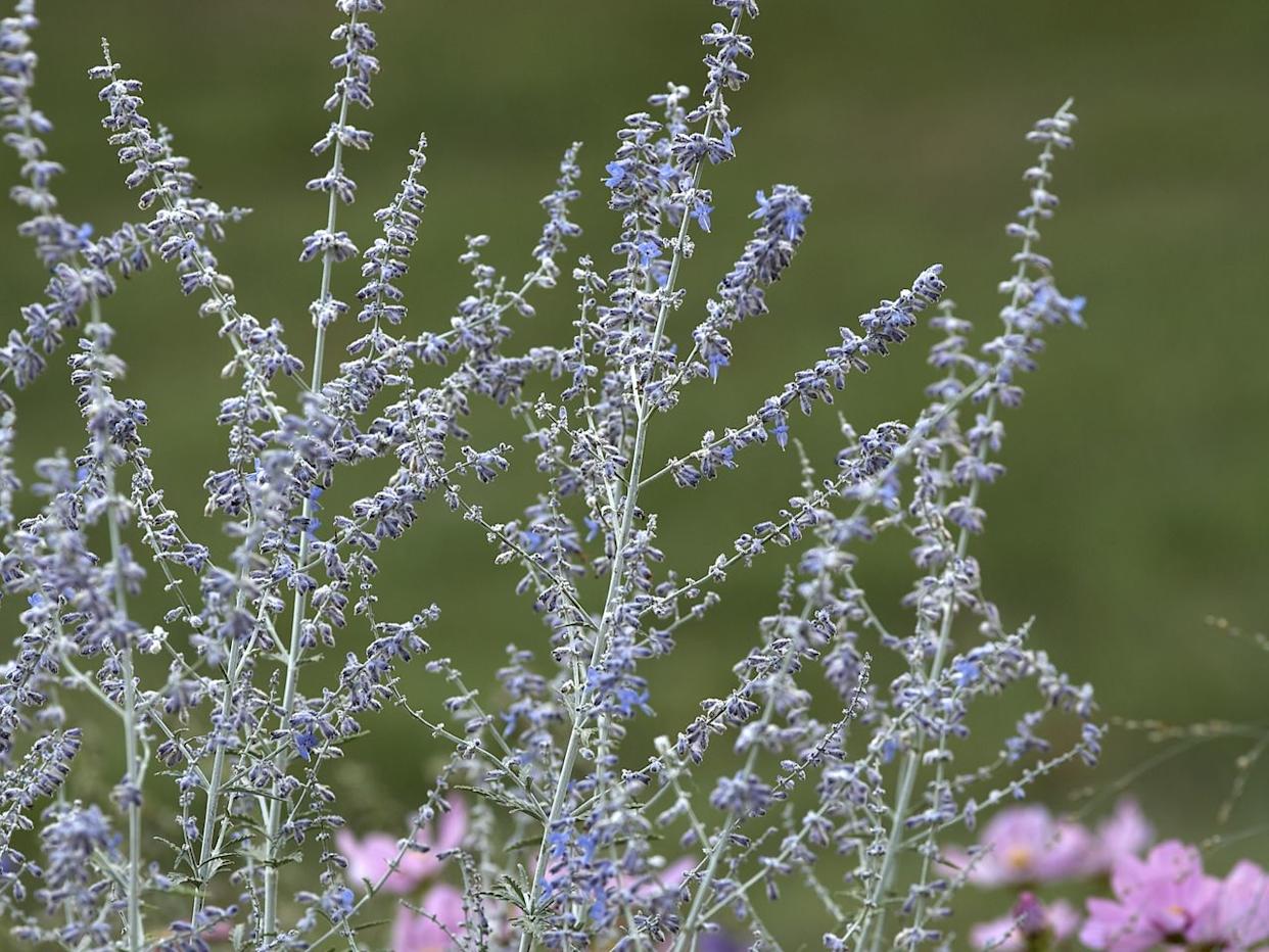 Credit: Peter Krumhardt