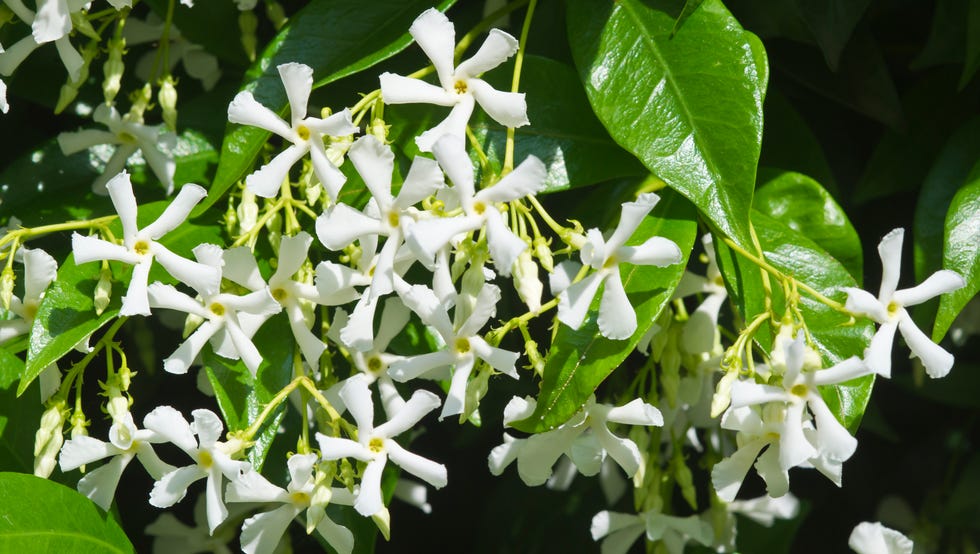 trachelospermum jasminoides flowers. alzano lombardo. lombardy. italy. (photo by: bluered/reda/universal images group via getty images)