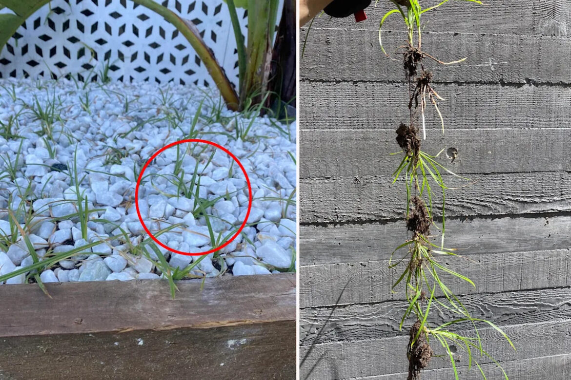 Warning over 'awful' garden threat invading Aussie backyards: 'A real problem'