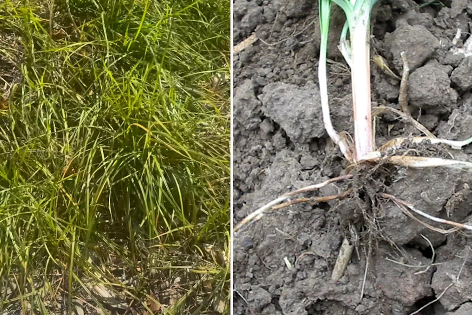 Two images showing nutgrass weed and bulb after being removed. 