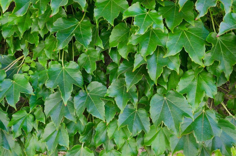 why you should never plant english ivy alternatives