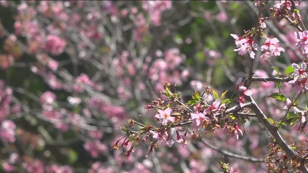 Cherry Blossom Festival kicks off at Balboa Park's Japanese Friendship Garden