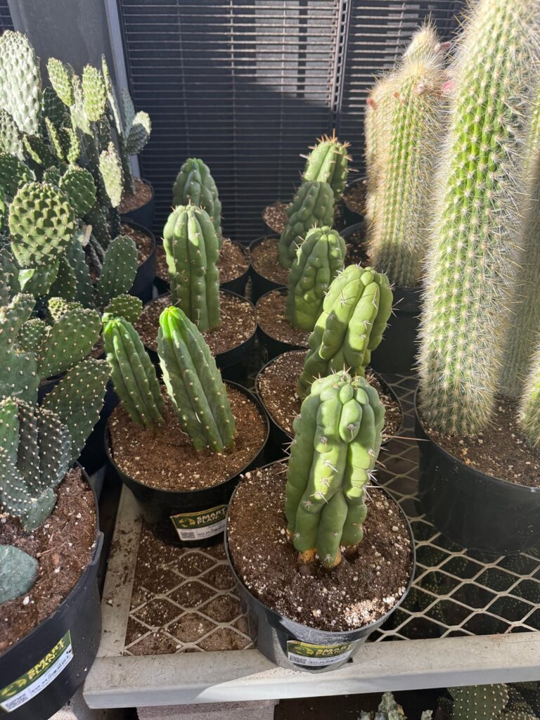 AZ Home Depots Are Stocked