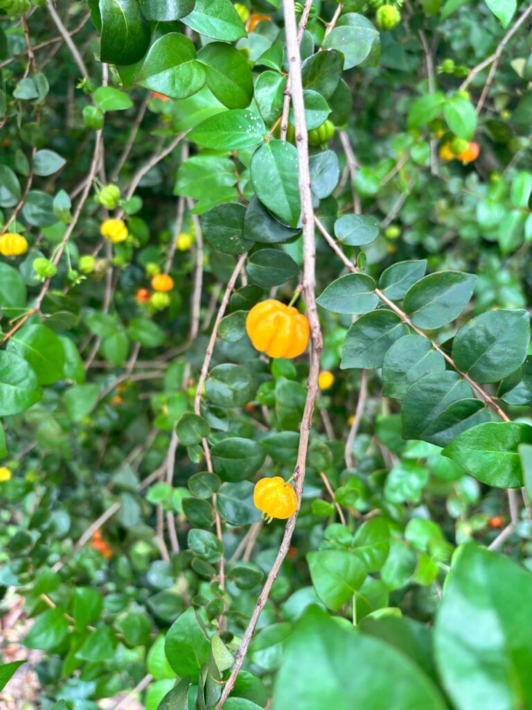 They look like little pumpkins on stems