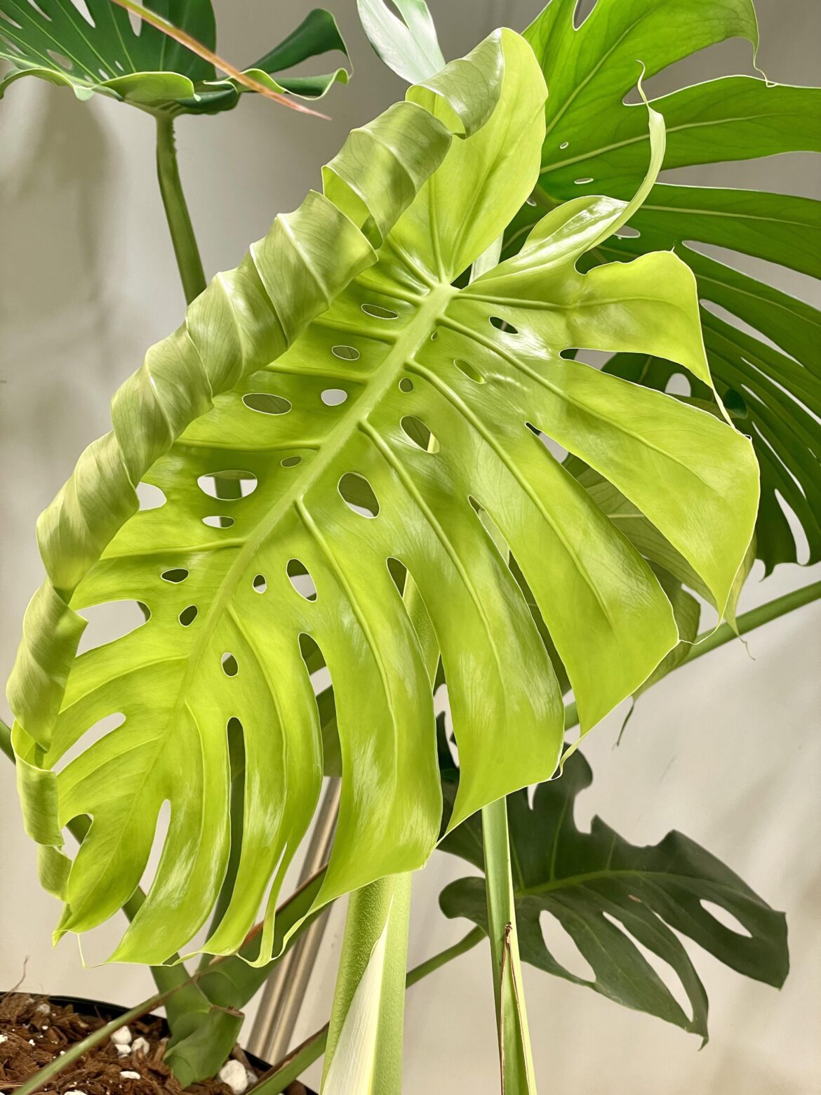 New leaf