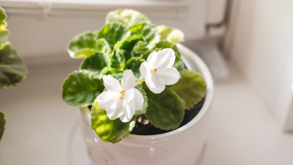 What Your African Violets Need in March: 5 Jobs to Do Now White African violet in pot