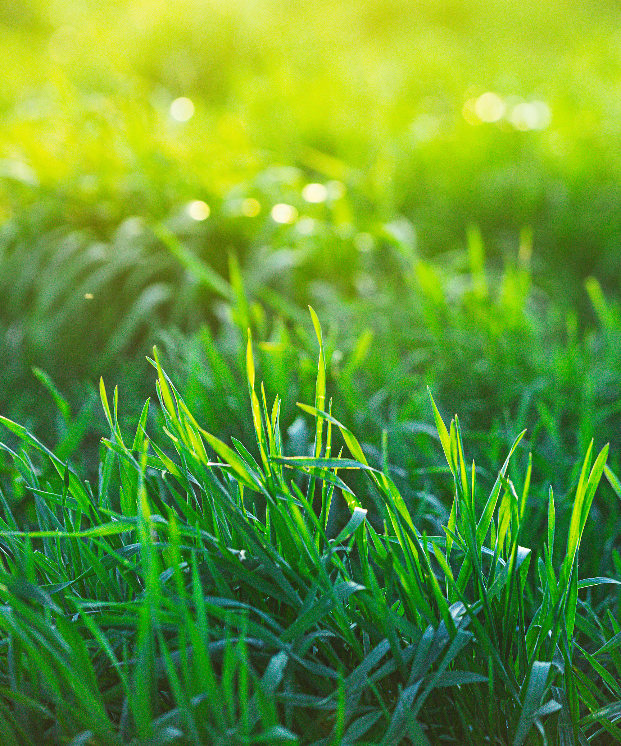 wet grass