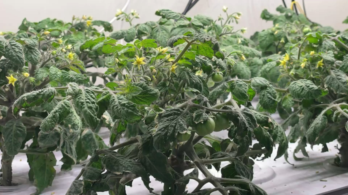 They finally started fruiting 🌱🍅