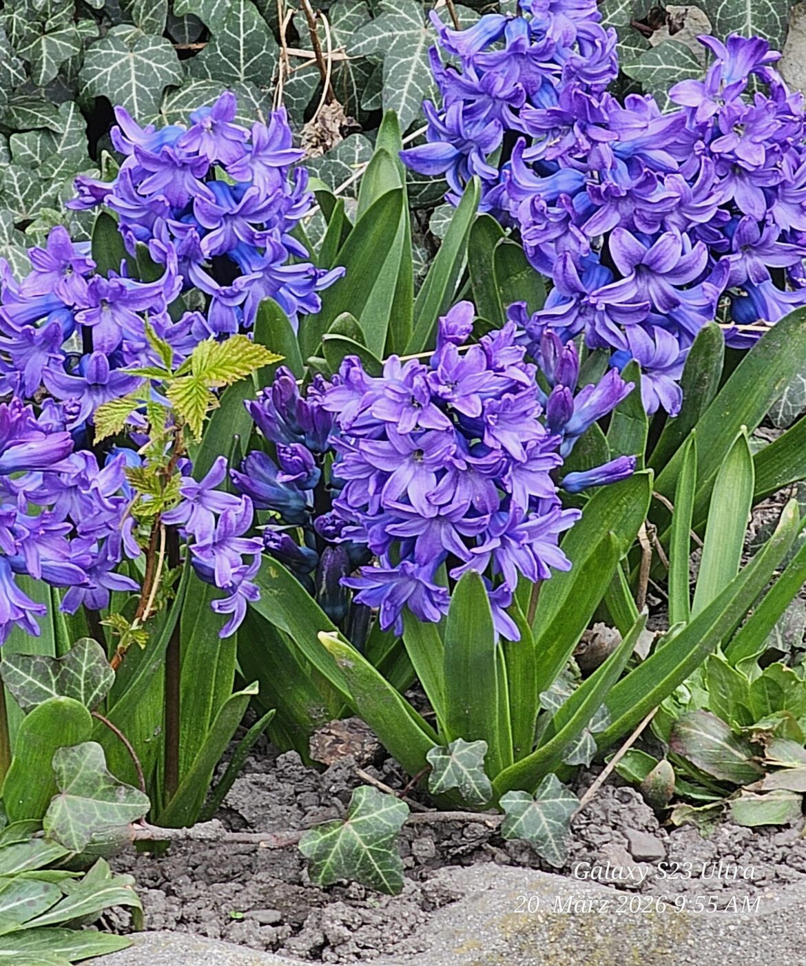 Gartenhyazinthen (Hyacinthus orientalis).