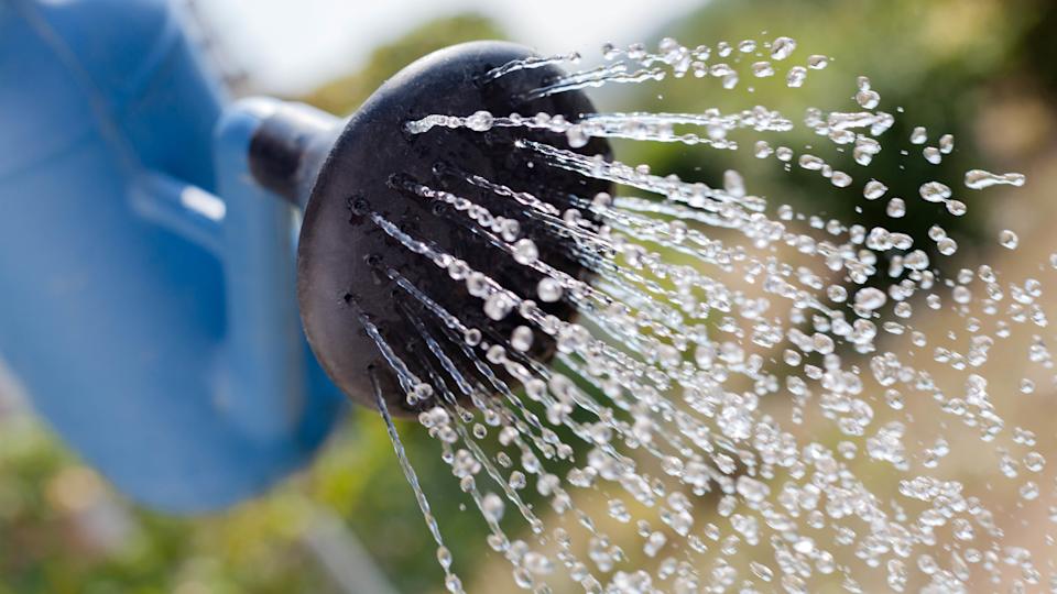 Water coming out of a watering can