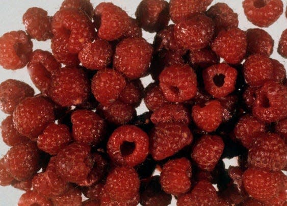 Raspberries can be successfully grown in gardens and home landscapes.