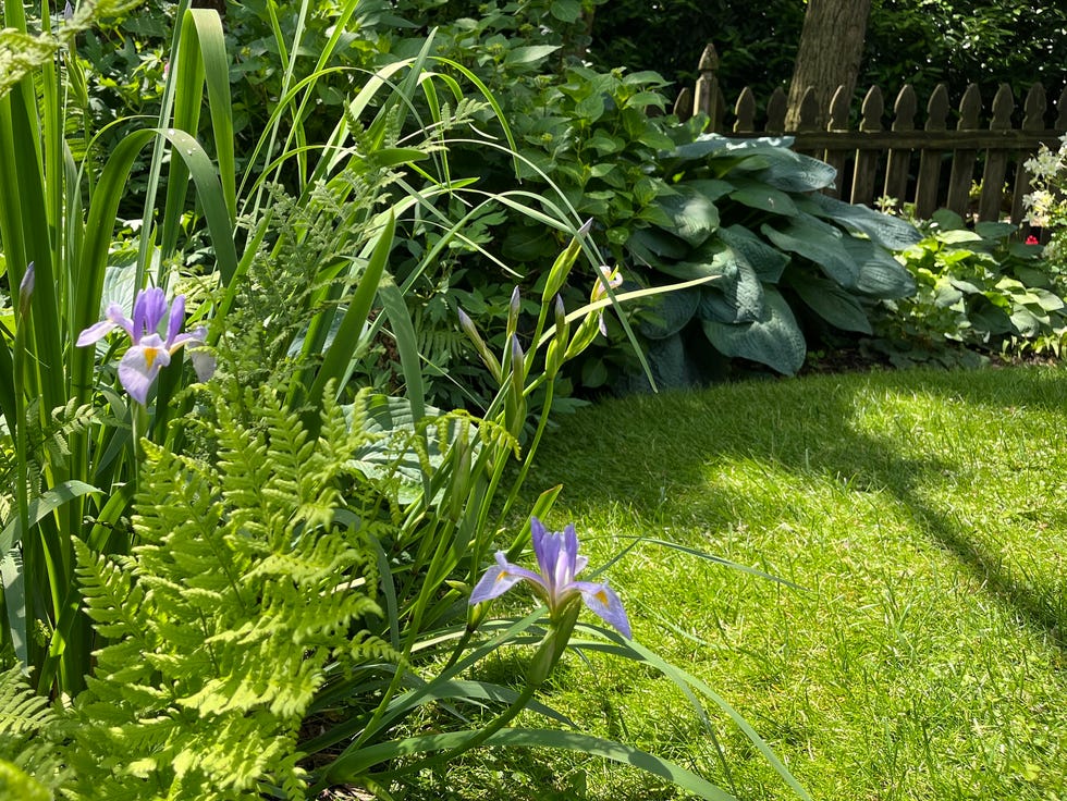 iris growing in a garden
