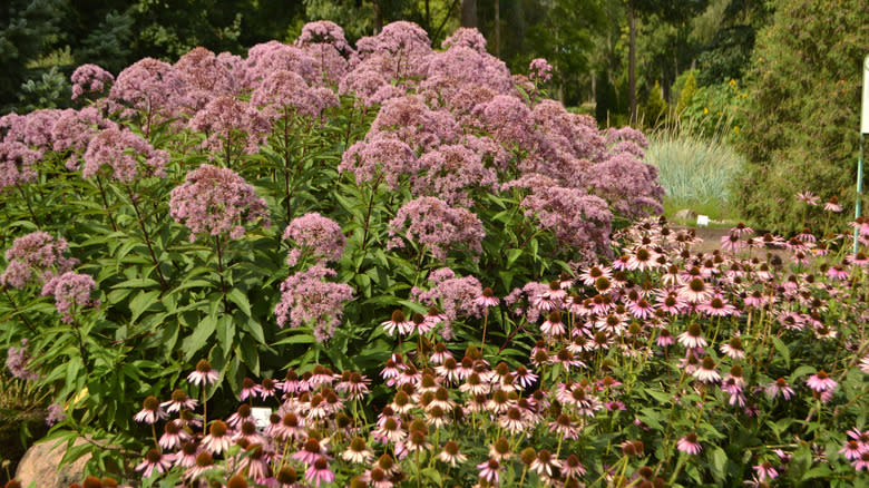 Coneflowers grow near Joe Pye weed