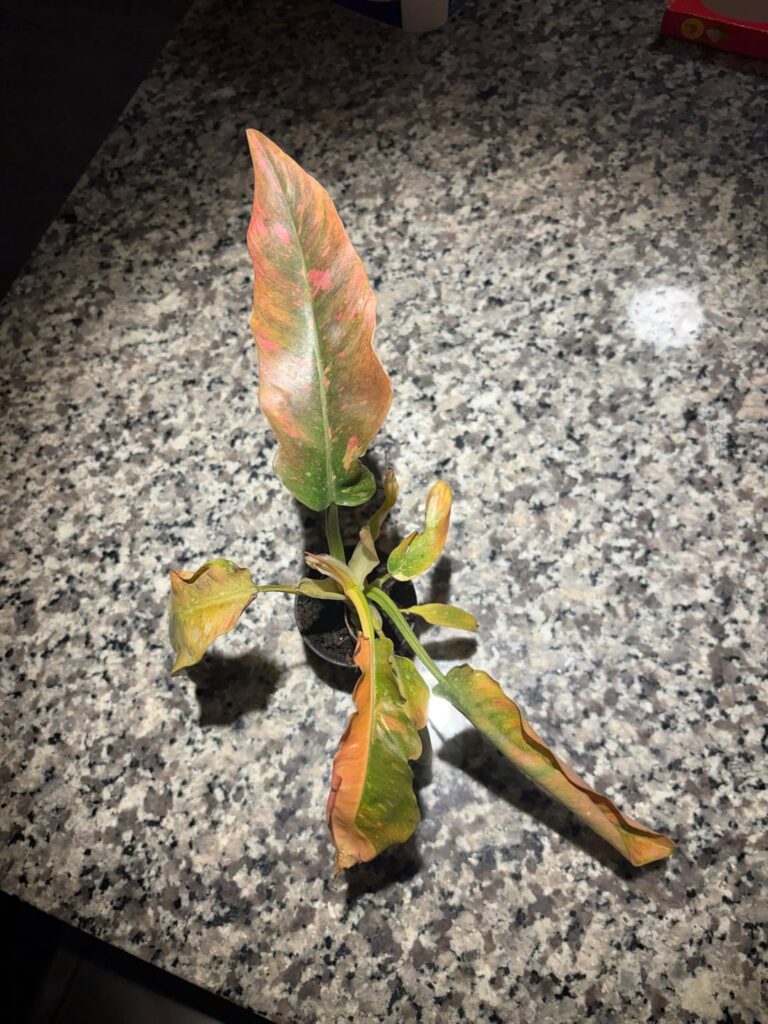 Caramel marble or ring of fire?