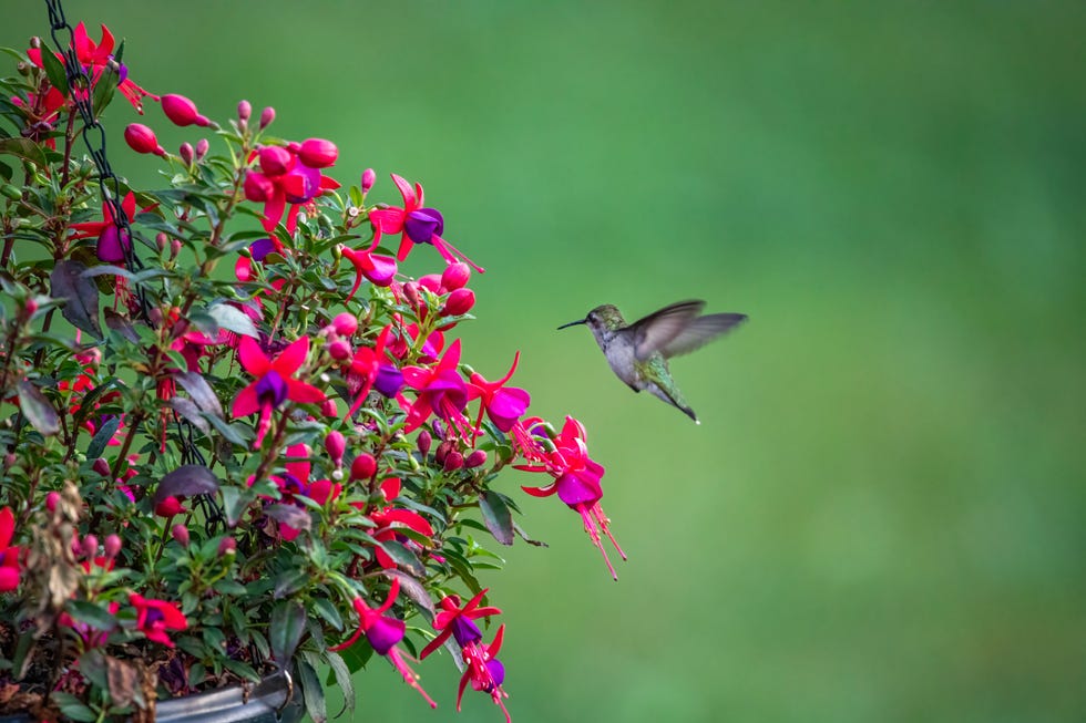 front door shade flower fuchsia
