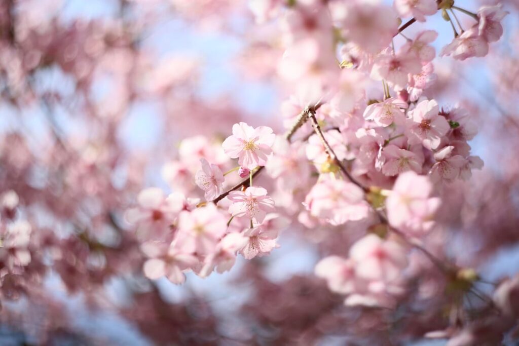 sakura in osaka