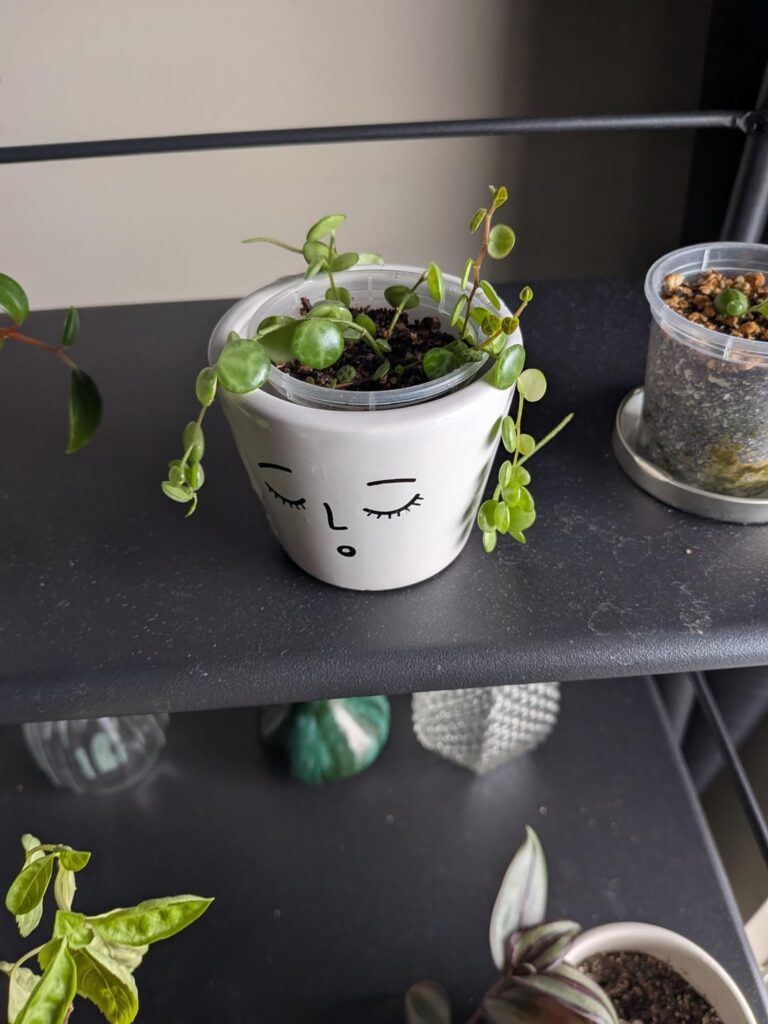 When should I repot my string of heart?