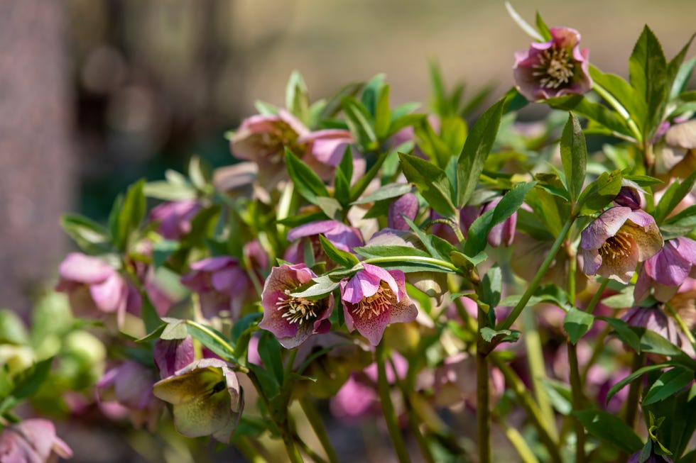 hellebores