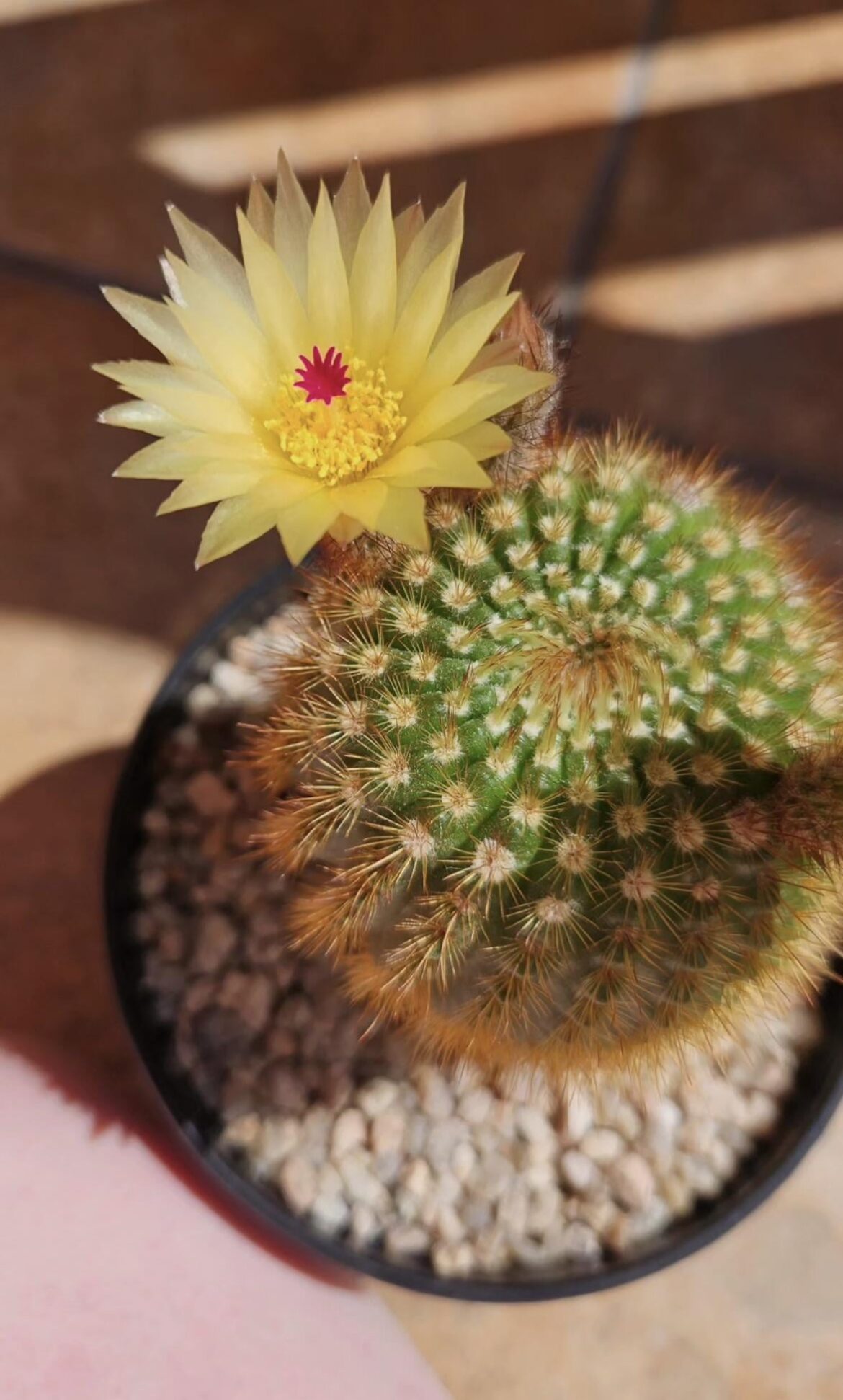 Después de la tormenta siempre sale el sol 💛