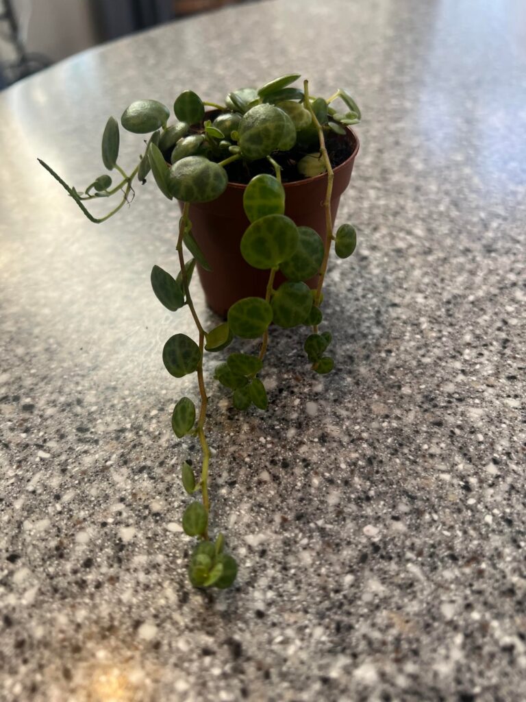 Two new babies Two new babies