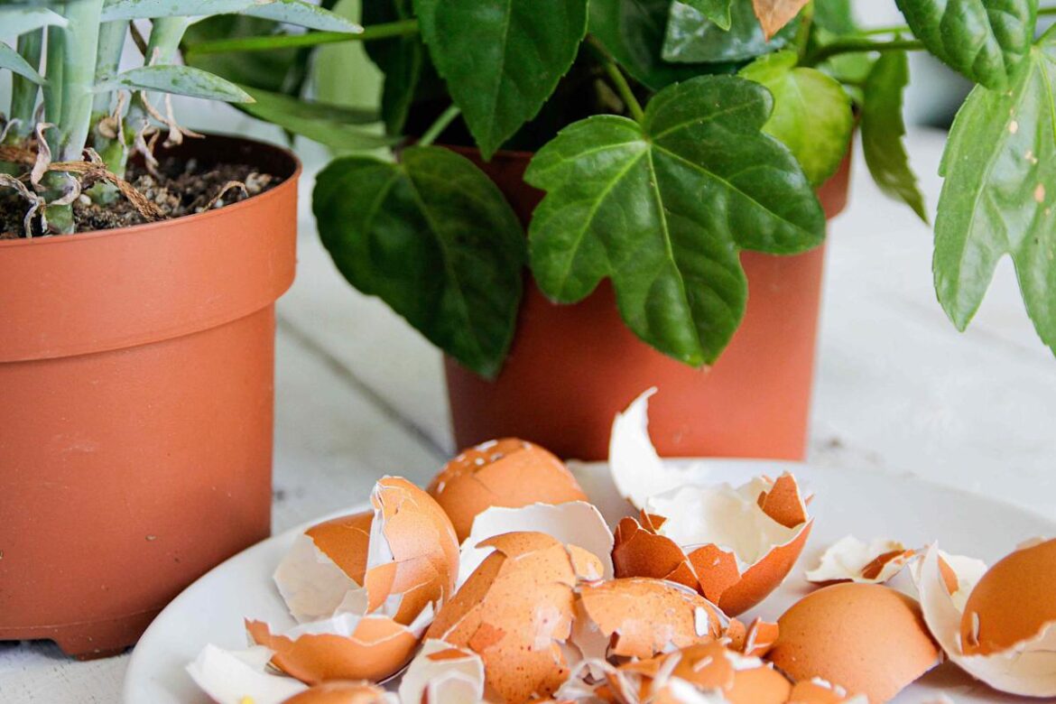 Should You Use Eggshells to Fertilize Houseplants? What Experts Really Think