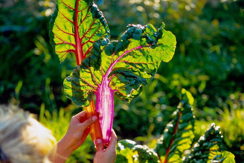 underrated veggie swiss chard